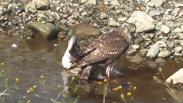 最大老鹰捕食 0