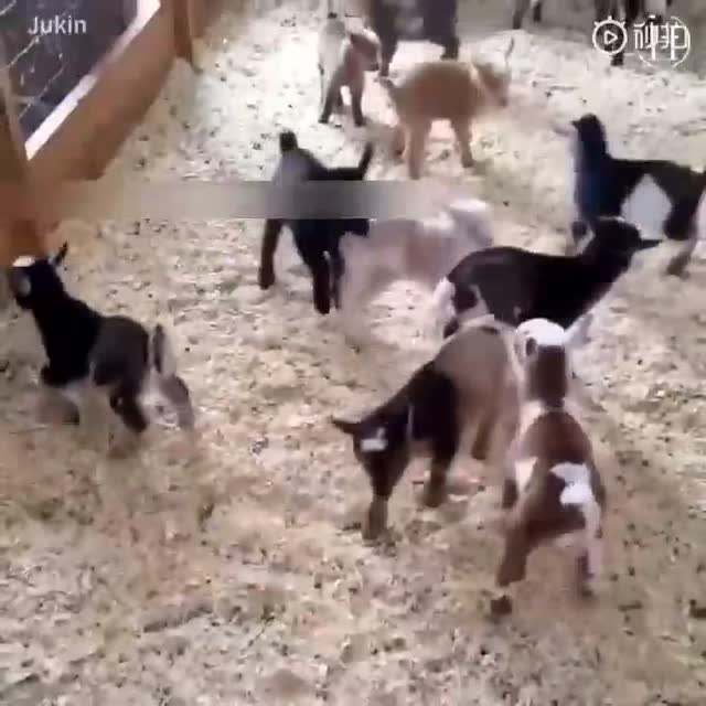 羊是一種腦回路特別清奇的沙雕動物。