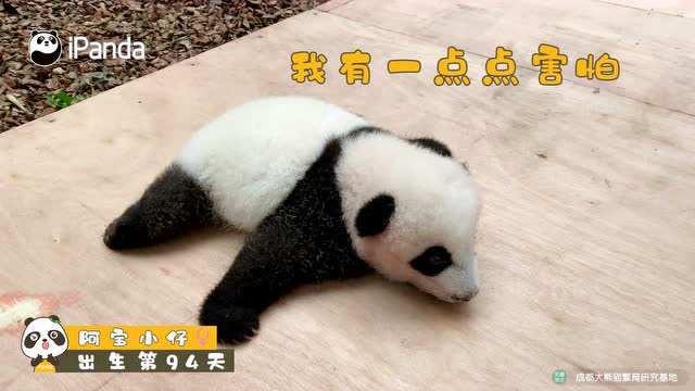 粘人精在線等奶爸