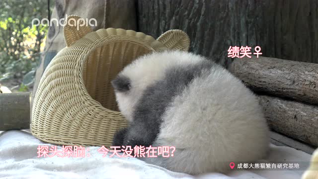 貓窩窩成了寶寶們的搶手貨