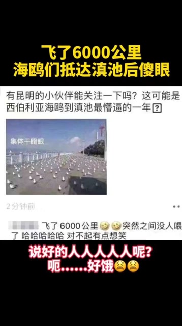飛了6000公里,海鷗們抵達滇池後傻眼,咋都沒人餵我們呢