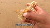 大齐赶海发现一只毛毛蟹长得像蜘蛛一样小河豚卧沙居然这么快