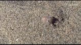  小章鱼在沙滩上漫步 趣味来袭