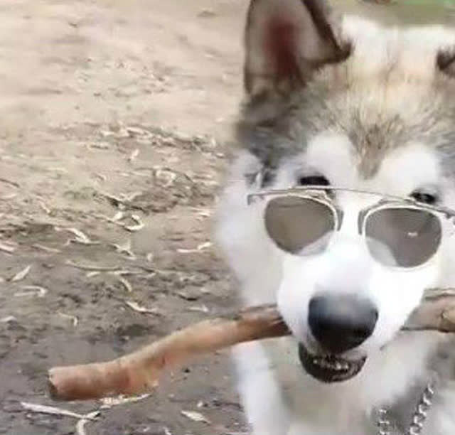 戴眼镜耍酷的阿拉斯加雪橇犬