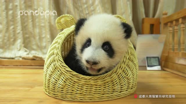 “世界上有比我可愛的小寶貝”嘛