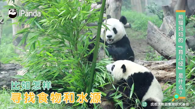 大熊貓媽媽的“育兒經”是什麼?