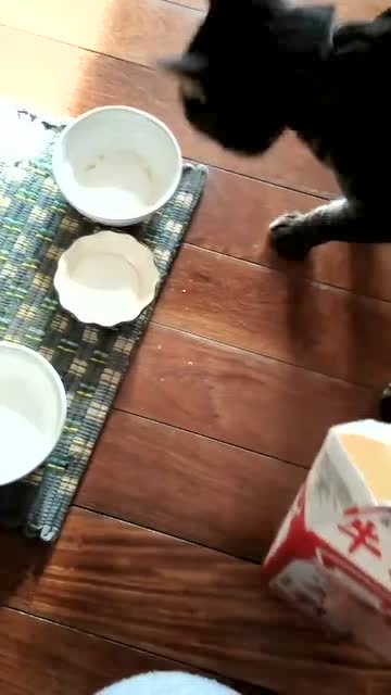 你永遠猜不到貓下一秒會幹出什麼