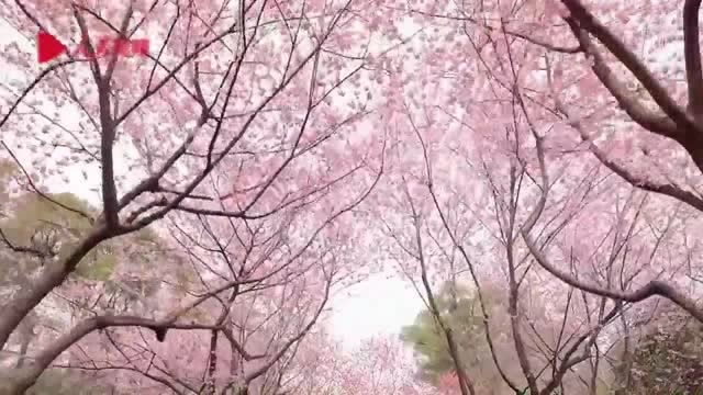 春天終會到來!武漢東湖櫻園櫻花盛開,戰疫勝利後一起去賞花