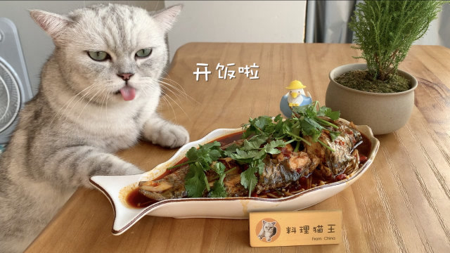 【料理猫王】猫咪做了红烧鱼,还要被主人套路,看他怎么反制