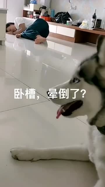千萬別在二哈面前裝暈,除非先買了重疾保險!