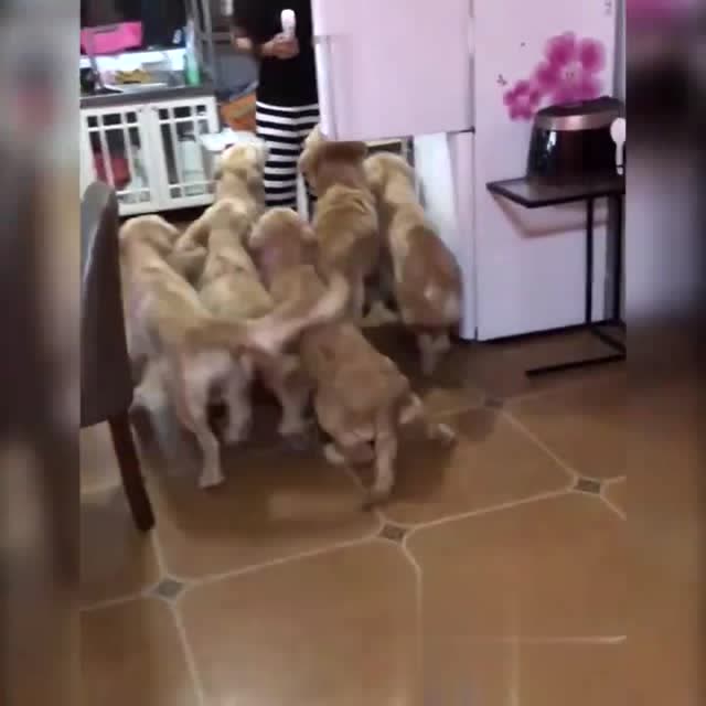 主人在狗狗睡覺的時候開冰箱,結果...