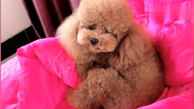 小主人不停地哭鬧,泰迪一臉的嫌棄:太逗了吧