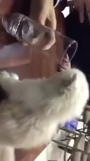 液體貓!!!哈哈哈!!