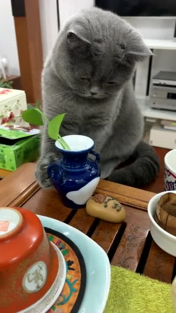 有一種威嚴叫鏟屎官的咳嗽