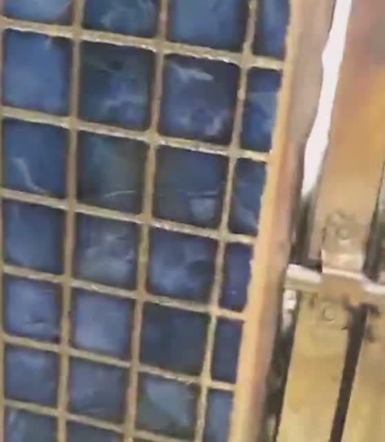 不好意思開錯狗了