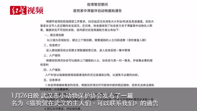 武漢“封城”致寵物滯留家中 面臨生存危機 志願者開展上門援助