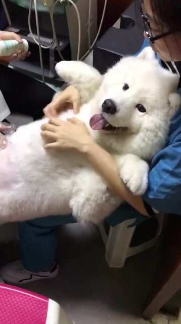 薩摩耶 看看肚子裏有多少