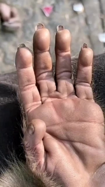 第一次近距离看猴子的手掌,除了黑点,跟人是没有区别的关注9天前