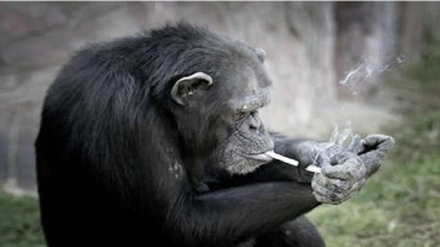 黑猩猩一根接一根的抽烟看样子早已是个老烟枪了