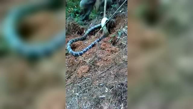 剧毒蛇过山峰够大