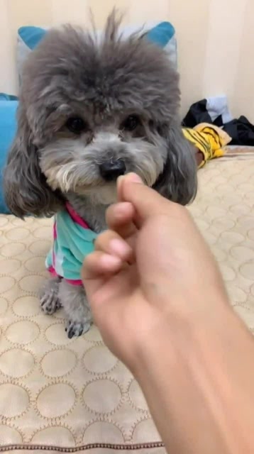 小泰迪犬吃東西哦。