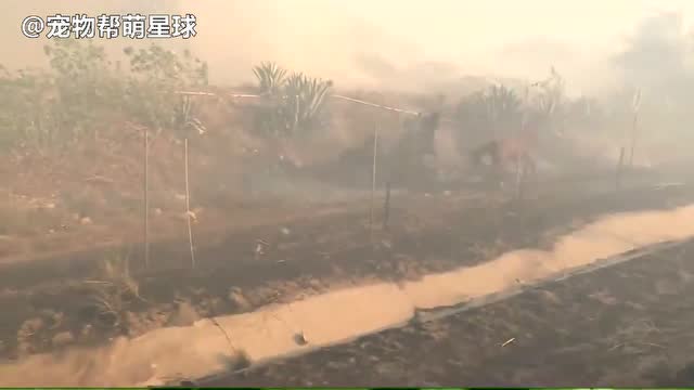 火災中已逃生的一匹馬,竟衝回火場救同伴!