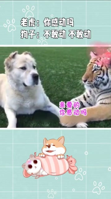 老虎:你感动吗?狗子:不敢动,不敢动.