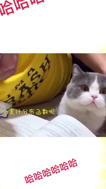 清華博士閒在家無聊給貓講函數!
