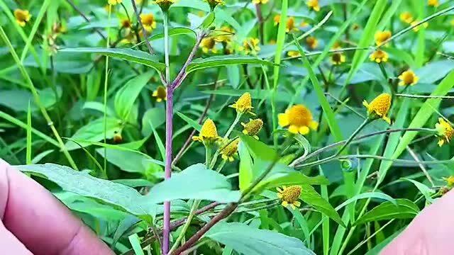 牙痛草:这种植物在秋天时开花,叶子与头花的价值很高你知道吗?