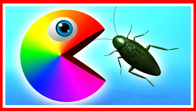 吃豆人大作战：会变色的彩虹吃豆人吃小强，动画短片免费观看