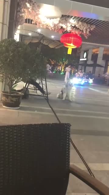 我是一個麼得感情的狗子!