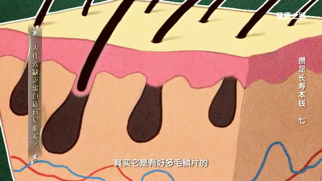爲什麼缺乏蛋白質容易脫髮