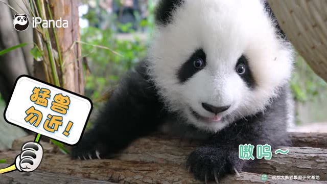 大熊貓“食鐵獸”的名號是浪得虛名嗎?