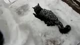  不爽被雪围困的黑猫拼了 我直接跳下去