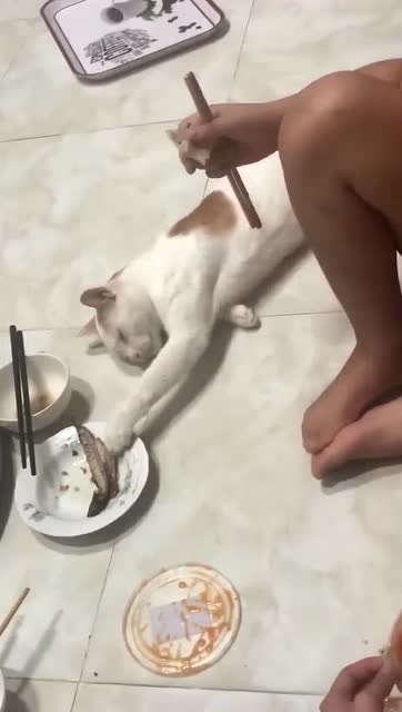 一隻假裝睡着然後偷魚吃的喵,完美犯罪