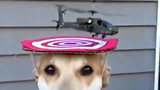  直升机从狗狗头顶起飞
