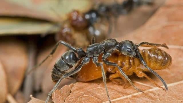 非洲行军蚁大军一周猎食25万生物 可是遇到死敌狂蚁只能逃命2