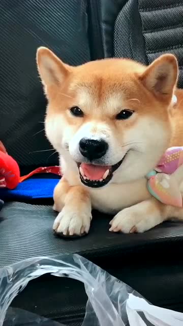 狗狗眨眼睛的样子,简直萌翻了!