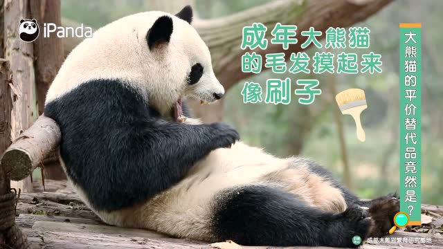 大熊貓的平價替代品竟然是?