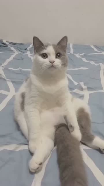 貓:我賭你的槍裏沒有子彈
