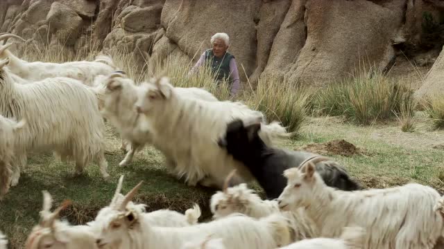 Loro Piana 《羊絨:祕境之源》