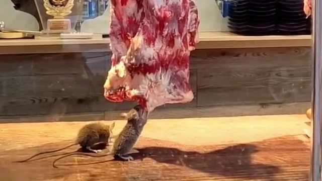 火鍋店兩老鼠啃肉被查,市監局:已立案查封,責令停業