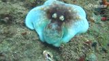  章鱼的逆天伪装：与礁石完美融为一体
