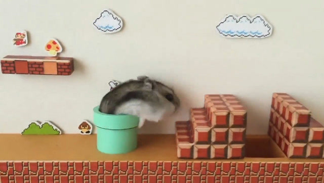 萌！国外游戏迷用自家小仓鼠COS了《超级玛丽》免费观看