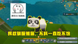 辉叔生存：想要驯服熊猫，费尽心思竟然一直喂不饱它！