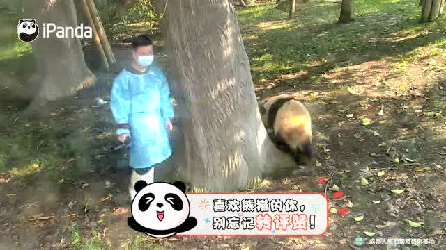 《瞧你內熊樣》你的腿被我承包了