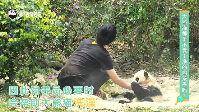 大熊貓都是不愛乾淨的熊孩子嗎