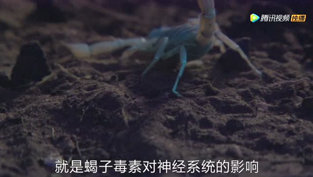 世界上最毒的蝎子是哪一种 0