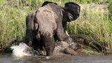  实拍大象吸水遭鳄鱼咬住鼻子