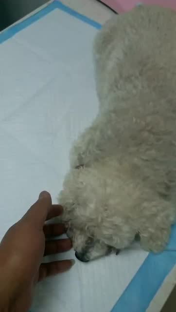 溫嶺救助動物